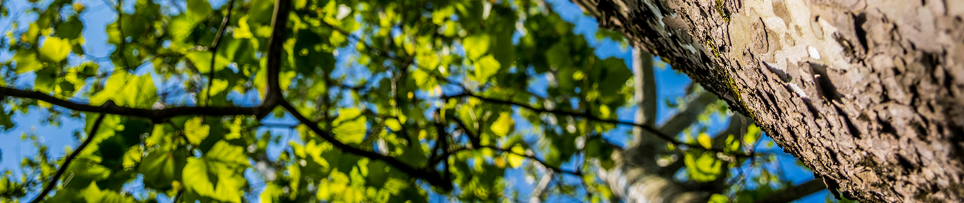 About Sycamore Landscape Design Build