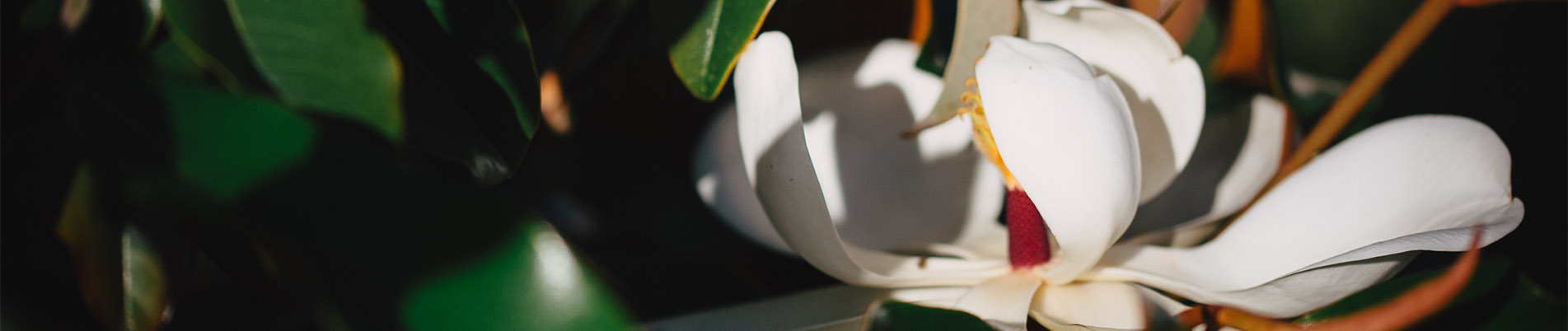 Sycamore Landscape Design Build - Apply Now